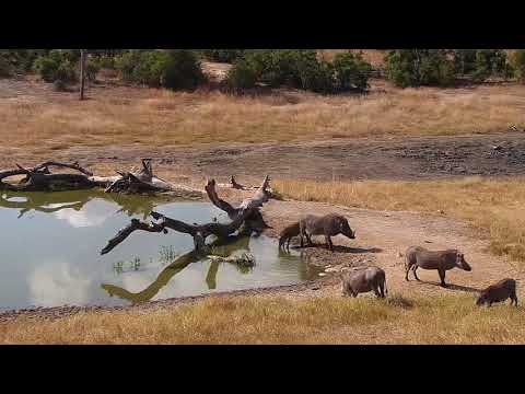 Djuma: Hosana male Leopard watches Warthog family of 5 get drink at the pan - 13:10 - 06/25/19