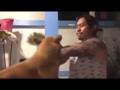 Kung Fu Corgi - Man Fights Dog in Shaolin Kungfu & Loses!