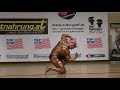 Julian Hickl– Competitor No 172 - Men Class 1 - NABBA - Austria Open 2019