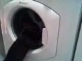 Crazy Washing Machine Cat