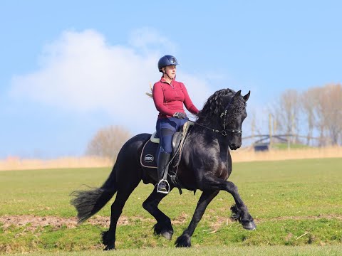Stal Okkema's Bate - Alwin x Leffert - Star Stallion - 2016 - 1.63m
