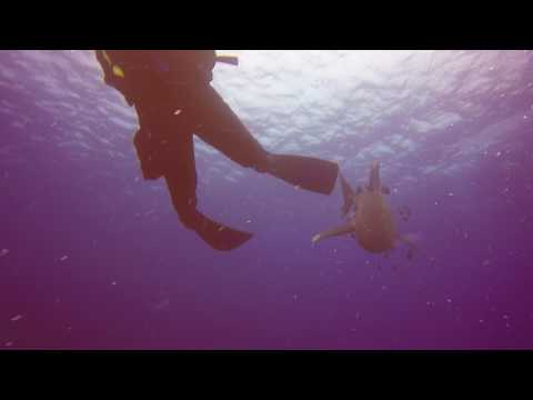 Oceanic white tip, Red Sea 2017