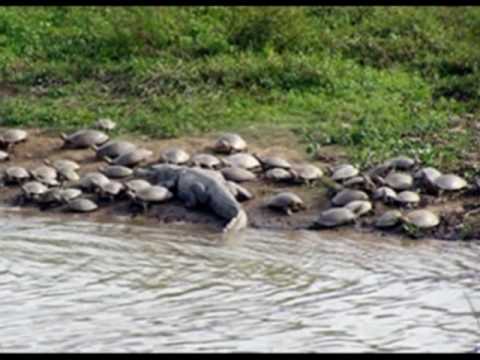 la quirpa venezuela.wmv