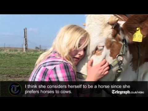 Amazing weird video of showjumping cow