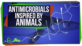 Antimicrobials Inspired by Animals