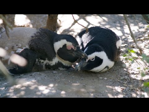 Saving Critically Endangered African Penguins | California Academy of Sciences