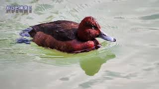 野鳥の身近な暮らし 水鳥で希少種アカハジロ♂とメジロガモ♂とクイナ