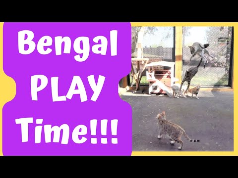 Bengal Cat Play Time! | Watch Them Fly & Chase Their Favorite Toys! 💕😺🐾