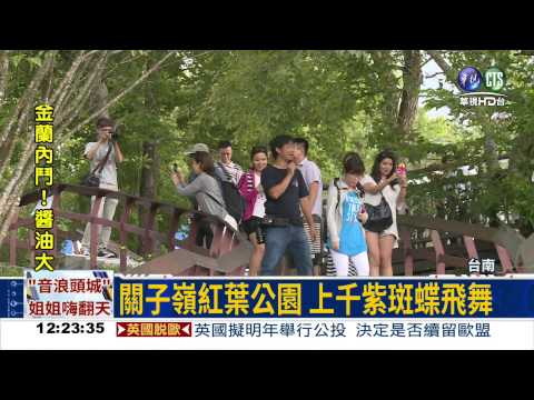 關子嶺.美濃 蝶舞翩翩爭豔