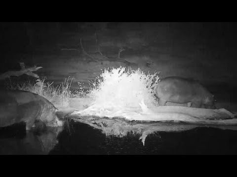 Djuma: Two Hippos leaving the pan together - 05:15 - 08/18/19