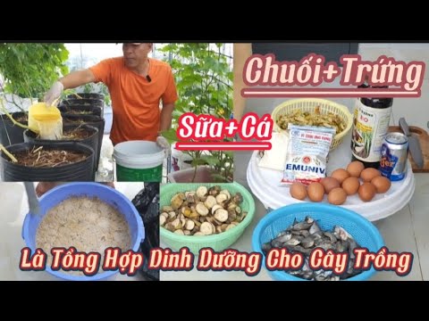 Cách Ủ Chuối Trứng Sữa Và Cá Thành Phân Hữu Cơ Nhanh Phân Hủy Không hôi#35Hoa_Nongdansanthuong