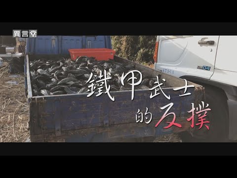 鐵甲武士魚吃什麼