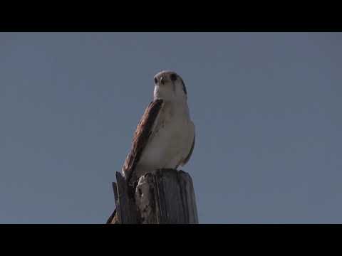 Crécerelle d'Amérique (Falco sparverius sparverioides) American Kestrel