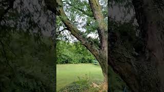 little locust tree.