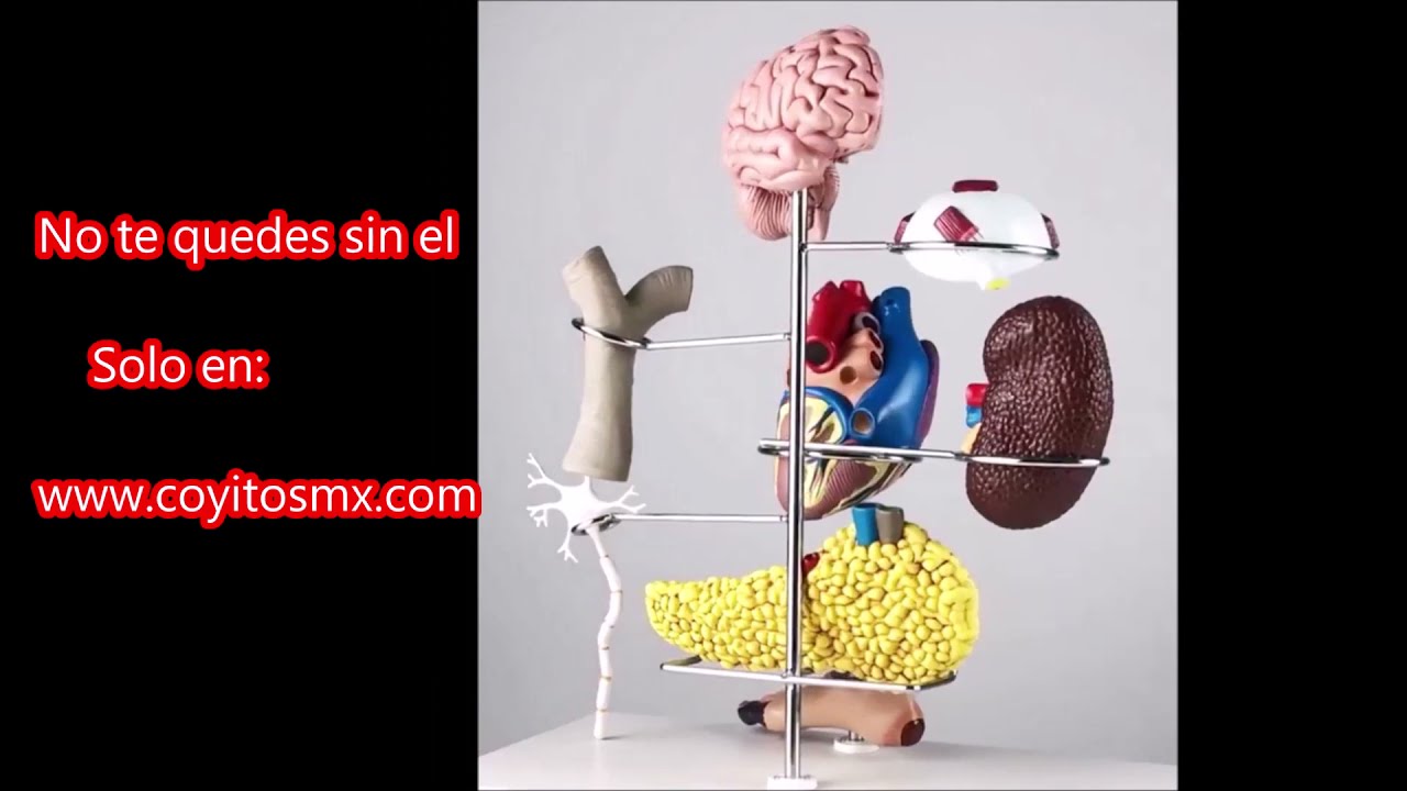 Watch Modelo Diabetes | Modelos Anatómicos | Estudiantes de Medicina Now Modelo Diabetes | Modelos Anatómicos | Estudiantes de Medicina