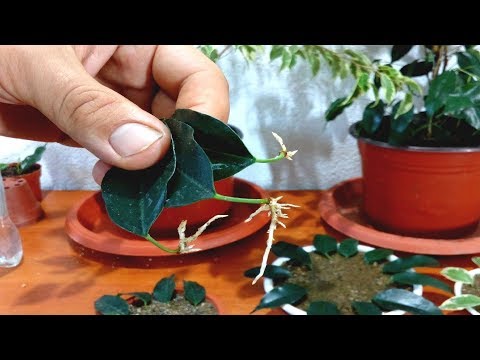 download lagu mp3 mp4 Benjamin Tree, download lagu Benjamin Tree gratis, unduh video klip Download Benjamin Tree Mp3 dan Mp4 Full Gratis