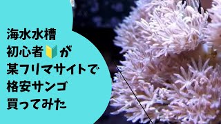 水槽初心者が某フリマサイトで格安サンゴ買ってみた