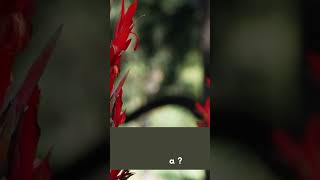 Download lagu Nama Latin bunga dalam biologi adalah ? mp3 Download lagu Nama Latin bunga dalam biologi adalah ? mp3