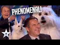OMG It S A TALKING DOG I Audition I BGT Series 9