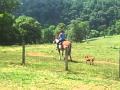 Gracie Lou And Dogs