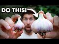 This ONE Tip Will DOUBLE The Size of Your Garlic Heads!