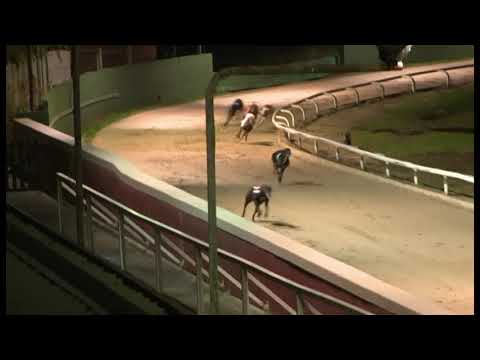 Roxholme Poppy - SIS Yorkshire St Leger Heat 5