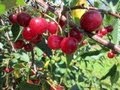 Cherry Picking In Door County Wisconsin