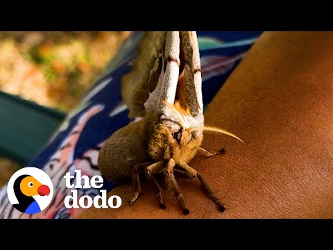 Giant Moth Trusts Her Rescuer To Raise Her Babies | The Dodo Heroes