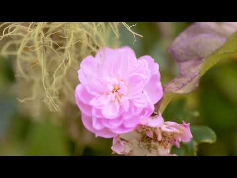 La Llanada, Nariño.