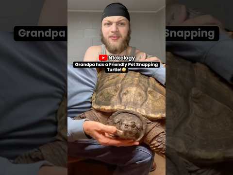 Grandpa Owns a SNAPPING TURTLE… But It Acts Like a Puppy?! 🐢😳