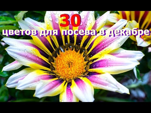 , title : '🌺30 КРАСИВЫХ ЦВЕТОВ ДЛЯ ЗИМНИХ ПОСЕВОВ'