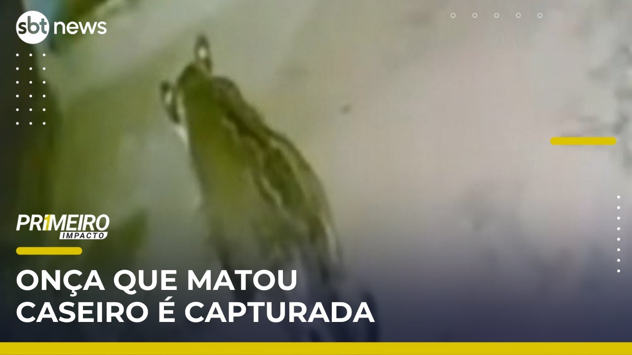 Onça-pintada que matou caseiro no Pantanal é capturada | Primeiro Impacto (24/04/25)