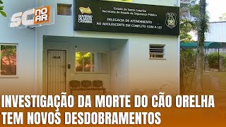 Caso Orelha: polícia apura morte de cão e aguarda suspeitos