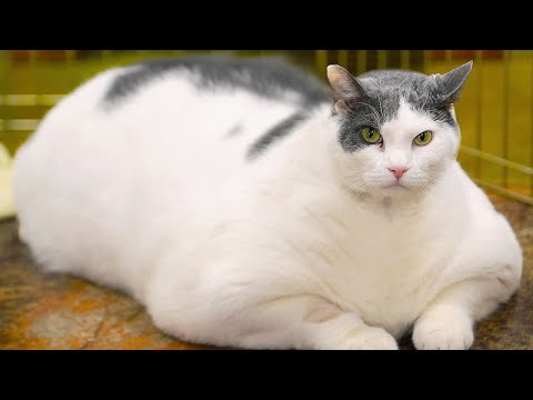 10 Unbelievable FAT Animals