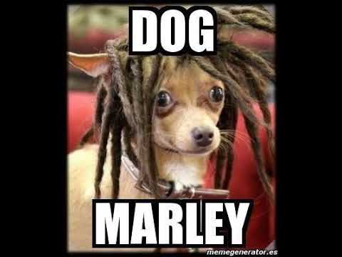 Thumbnail for I.N.U Rare