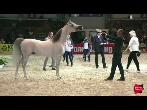 N 79 JAYAN DE NAUTIAC   Wels 2019   Stallions 4 to 6 years old Class 11 p1