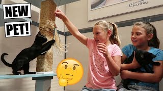 GETTING A NEW PET FOR OUR FAMILY!
