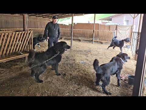 PASTORES, RAZAS GRANDES Y PODEROSAS Y 1000 OVEJAS Y CABRAS, EN LA GRANJA DE BOGDAN POPA MILITARU.