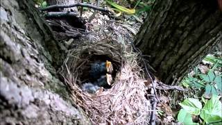 preview picture of video 'Нашли гнездо, похоже скворцы, пытаемся заменить мамашу.'