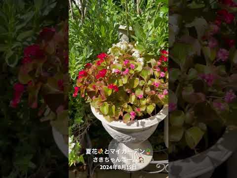  8月にバラの茂みを切る: バラの繁殖方法に関するビデオチュートリアル  庭園