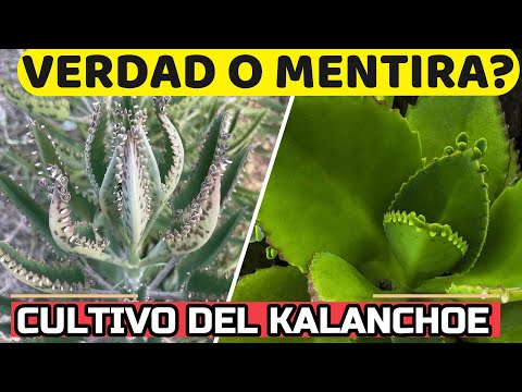 Kalanchoe: The Plant That Cures Cancer? Benefits of Growing It at Home