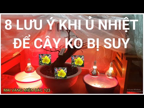 🔴 QBS2147 - KHI Ủ NHIỆT CÂY MAI VÀNG CẦN LƯU Ý NHỮNG GÌ || VẤN ĐỀ CẦN LƯU Ý TRONG QUÁ TRÌNH Ủ NHIỆT