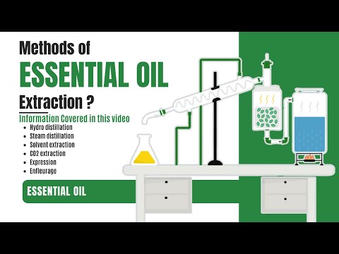 How essential oils are extracted from plants