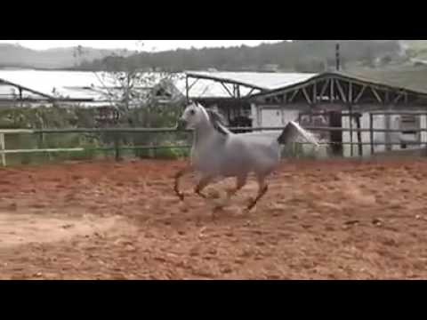 NIBAL BINT JUSTICEWH JUSTICE  X   REMAAH BINT MUJALLI