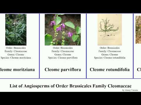 List of Angiosperms of Order Brassicales Family Cleomaceae cleome spiderflower large pink golden