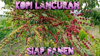 Download lagu Kopi lancuran siap panen || kebun kopi robusta mp3
