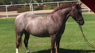 For Sale: Fireworks On Friday - 2016 Welsh Pony Mare
