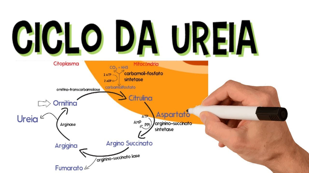 ✅ CICLO DA UREIA