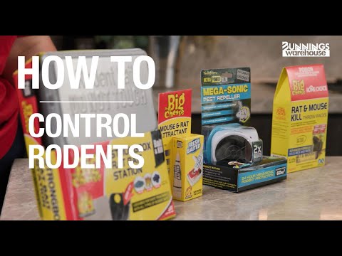 How To Control Rodents - Bunnings Warehouse