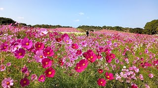 20251027 海の中道海浜公園 コスモス&コキア